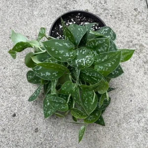 Silver Pothos Live Plant 6 inch Pot - Scindapsus Pictus Argyraeus Indoor Trailing Vine - Image 3