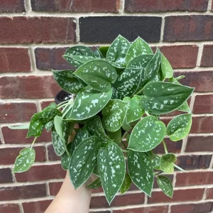Silver Pothos Live Plant 6 inch Pot - Scindapsus Pictus Argyraeus Indoor Trailing Vine - Image 4