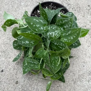 Silver Pothos Live Plant 6 inch Pot - Scindapsus Pictus Argyraeus Indoor Trailing Vine - Image 5
