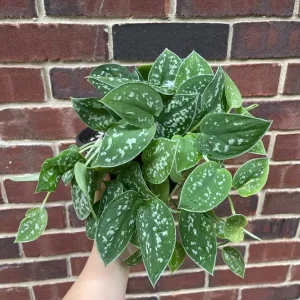 Silver Pothos Live Plant 6 inch Pot - Scindapsus Pictus Argyraeus Indoor Trailing Vine - Image 6