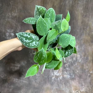 Silver Pothos Live Plant – Scindapsus Pictus Argyraeus – 4 inch Potted Houseplant - Image 2
