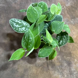 Silver Pothos Live Plant – Scindapsus Pictus Argyraeus – 4 inch Potted Houseplant - Image 4