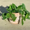 Silver Pothos Live Plant – Scindapsus Pictus – Easy Care Indoor Houseplant – 2 inch or 4 inch Nursery Pot - Image 1