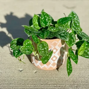 Silver Pothos Live Plant – Scindapsus Pictus – Easy Care Indoor Houseplant – 2 inch or 4 inch Nursery Pot - Image 3