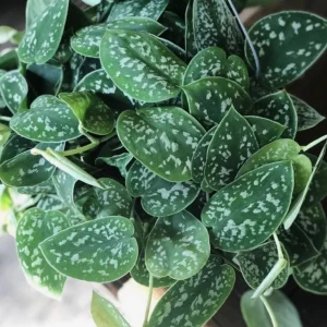 Silver Pothos Live Plant - Silver Satin Scindapsus Pictus - Easy Care Indoor Houseplant - Image 2