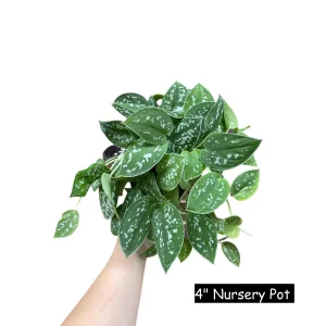 Silver Satin Pothos Live Plant - Scindapsus Pictus Argyraeus - Easy Care Indoor Houseplant - Image 1