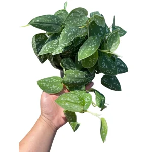 Silver Satin Pothos Live Plant - Scindapsus Pictus Argyraeus - Easy Care Indoor Houseplant - Image 3