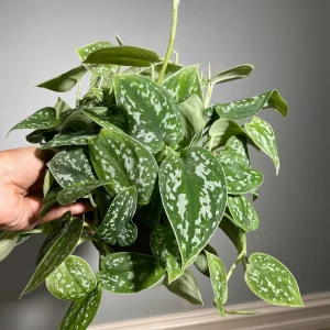 Silver Satin Pothos Live Plant – Scindapsus Pictus Argyraeus – 6 inch Hanging Pot – Indoor - Image 3