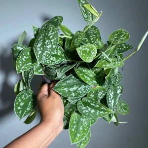 Silver Satin Pothos Live Plant – Scindapsus Pictus Argyraeus – 6 inch Hanging Pot – Indoor - Image 1