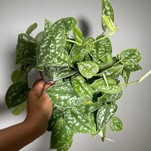 Silver Satin Pothos Live Plant – Scindapsus Pictus Argyraeus – 6 inch Hanging Pot – Indoor - Image 5