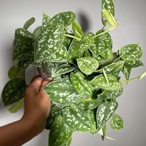 Silver Satin Pothos Live Plant – Scindapsus Pictus Argyraeus – 6 inch Hanging Pot – Indoor - Image 7
