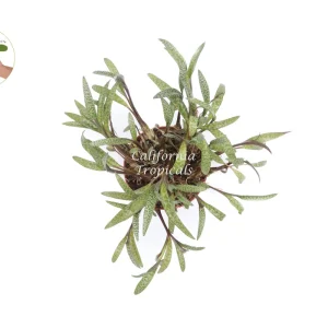 Silver Squill Live Plant 6 inch Pot – Ledebouria Socialis Indoor Houseplant - Image 2