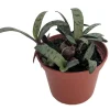 Silver Squill Live Plant - Ledebouria socialis - 2.5" Pot - Easy Houseplant - Image 1