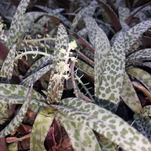Silver Squill Live Plant - Ledebouria socialis - 2.5