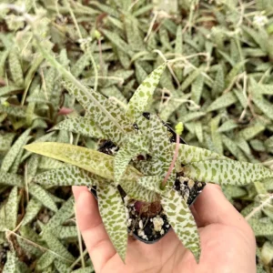 Silver Squill Live Plant - Ledebouria Socialis Houseplant - 2.5 inch Pot - Indoor/Outdoor - Image 10