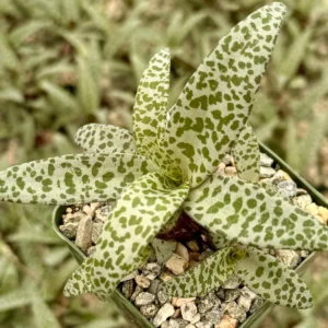 Silver Squill Live Plant - Ledebouria Socialis Houseplant - 2.5 inch Pot - Indoor/Outdoor - Image 2