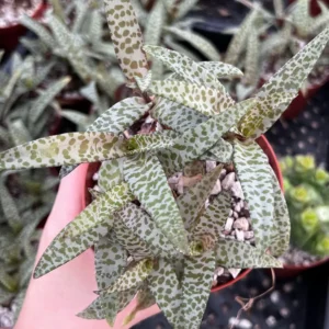 Silver Squill Live Plant - Ledebouria Socialis Houseplant - 2.5 inch Pot - Indoor/Outdoor - Image 4