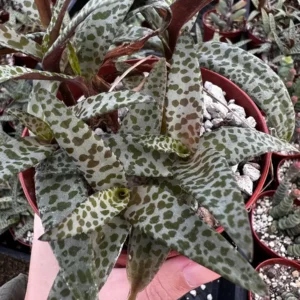 Silver Squill Live Plant - Ledebouria Socialis Houseplant - 2.5 inch Pot - Indoor/Outdoor - Image 5