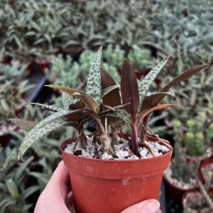 Silver Squill Live Plant - Ledebouria Socialis Houseplant - 2.5 inch Pot - Indoor/Outdoor - Image 9