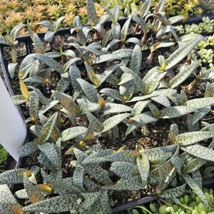 Silver Squill Live Plant – Ledebouria Socialis Leopard Lily – 2 inch Pot - Image 2