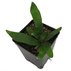 Silver Staghorn Fern Live Plant – Platycerium veitchii – 2.5 inch Pot - Image 2