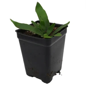Silver Staghorn Fern Live Plant – Platycerium veitchii – 2.5 inch Pot - Image 1