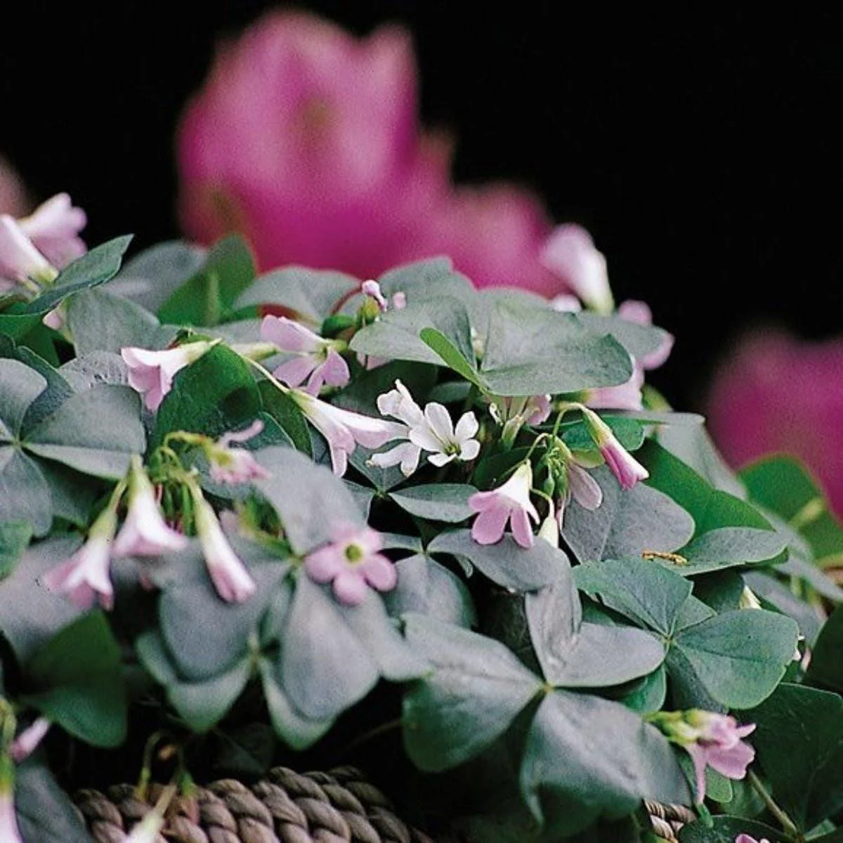 Silver Streak Shamrock Oxalis Bulbs - 10 Count - Pink/White Flowers - Image 2
