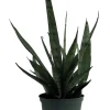 Silver Streak Snake Plant Live Plant – Sansevieria – 6 inch Pot – Indoor - Image 1