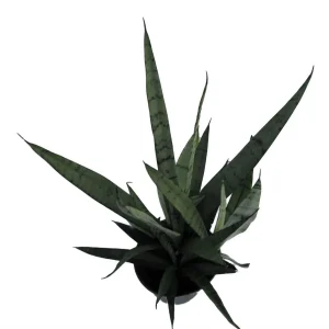 Silver Streak Snake Plant Live Plant – Sansevieria – 6 inch Pot – Indoor - Image 2