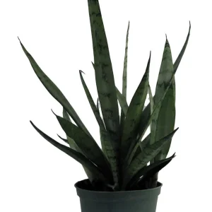 Silver Streak Snake Plant Live Plant – Sansevieria – 6 inch Pot – Indoor - Image 1