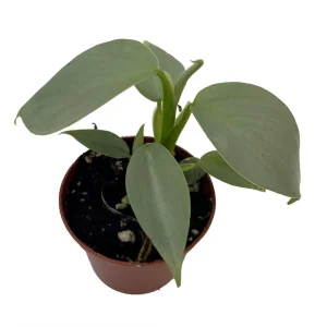 Silver Sword Philodendron Hastatum Live Plant – 2.5 inch Pot – Indoor Foliage - Image 3
