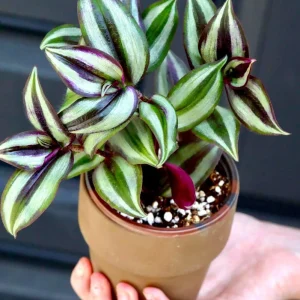 Silver Wandering Jew Live Plant in 3