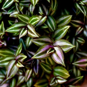 Silver Wandering Jew Live Plant in 3