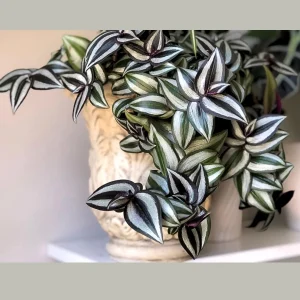 Silver Wandering Jew Plant – Pink Tradescantia Live Plant – 4 inch Nursery Pot – Easy Care Indoor Houseplant - Image 2
