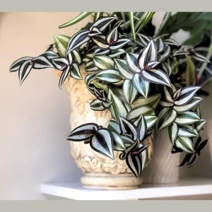 Silver Wandering Jew Plant – Pink Tradescantia Live Plant – 4 inch Nursery Pot – Easy Care Indoor Houseplant - Image 5