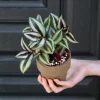 Silver Wandering Jew Plant - Rare Tradescantia Live Plant, 3" Nursery Pot, Low Light Indoor - Image 1