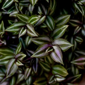 Silver Wandering Jew Plant - Rare Tradescantia Live Plant, 3