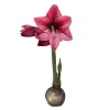 Silver Waxed Amaryllis Bulb 28/30 - No Water, Easy Care Flower Bulb - Image 1