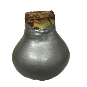 Silver Waxed Amaryllis Bulb 28/30 - No Water, Easy Care Flower Bulb - Image 2