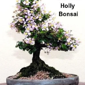 Singapore Miniature Holly Plant - Malpighia coccigera - Edible Fruit - 4" Pot - Image 4