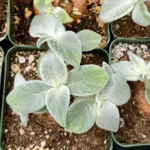 Sinningia Leucotricha Live Plant - Rare Caudex, Fuzzy Leaves (2.5