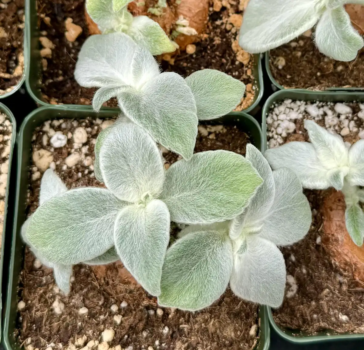 Sinningia Leucotricha Live Plant - Rare Caudex, Fuzzy Leaves (2.5"-4" Pot) - Image 2