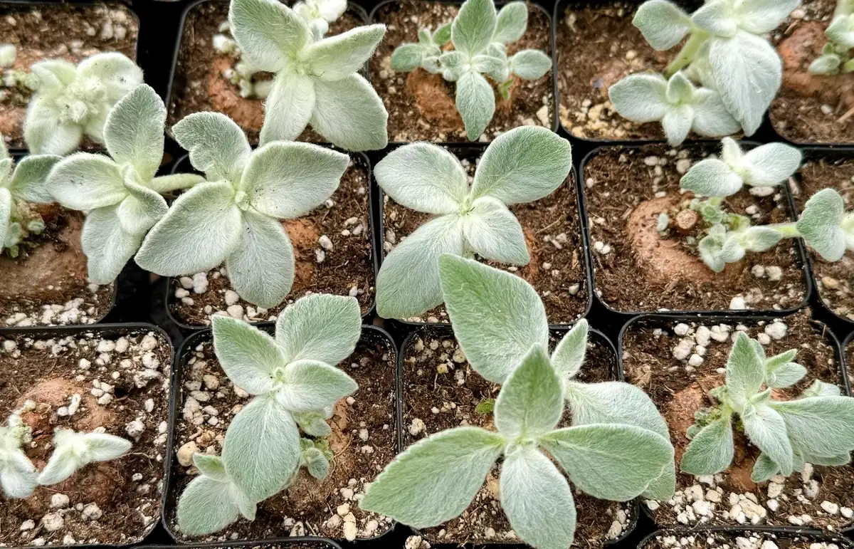 Sinningia Leucotricha Live Plant - Rare Caudex, Fuzzy Leaves (2.5"-4" Pot) - Image 3