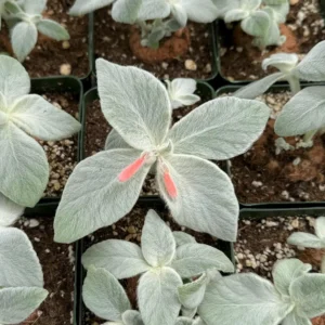 Sinningia Leucotricha Live Plant - Rare Caudex, Fuzzy Leaves (2.5"-4" Pot) - Image 1