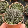 Sinocrassula Yunnanensis Live Succulent Plant - Chinese Jade in 2 inch Pot - Image 1