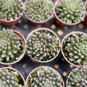 Sinocrassula Yunnanensis Live Succulent Plant - Chinese Jade in 2 inch Pot - Image 3