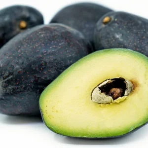 Sir Prize Avocado Tree Live Plant – Grafted – 1 to 2 Feet Tall – Ship in 6" Pot - Image 1