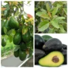 Sir Prize Avocado Tree Live Plant - Grafted 3 Gallon Pot - Outdoor Fruit Tree - Image 1