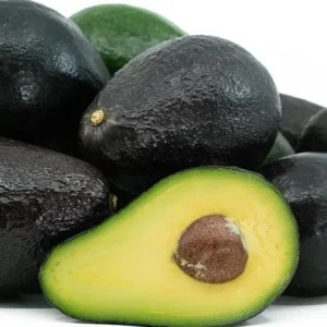 Sir Prize Avocado Tree Live Plant - Grafted 3 Gallon Pot - Outdoor Fruit Tree - Image 2