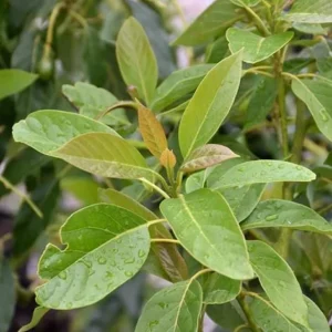 Sir Prize Avocado Tree Live Plant - Grafted 3 Gallon Pot - Outdoor Fruit Tree - Image 3